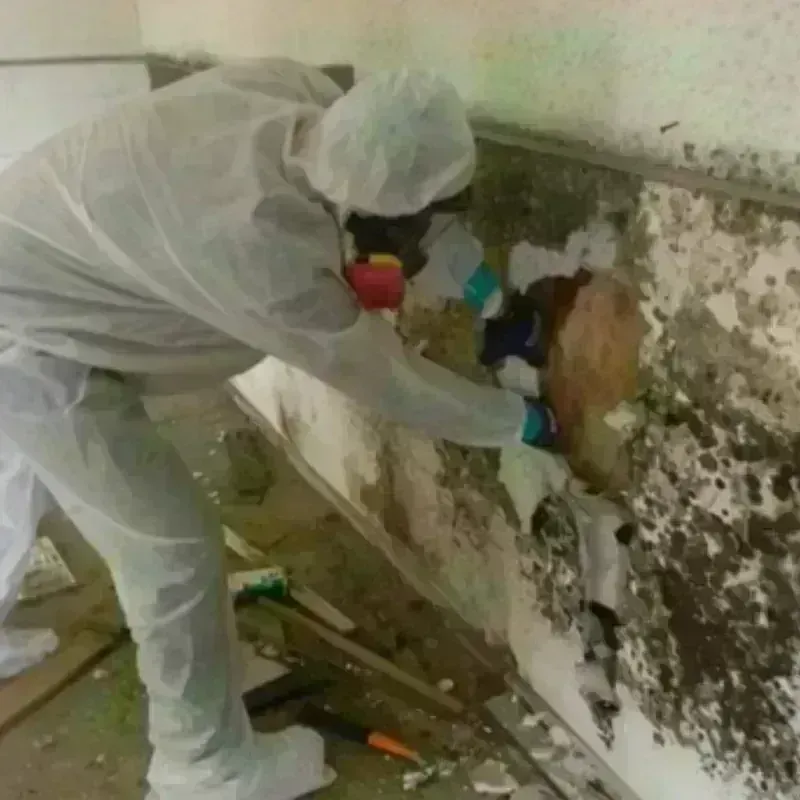 Mold Remediation and Removal in Northampton County, NC